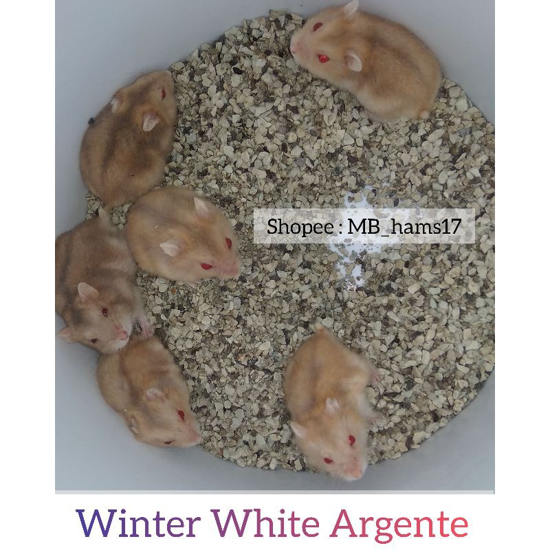 Hamster Winter White Blue Argente Murah/ Termurah