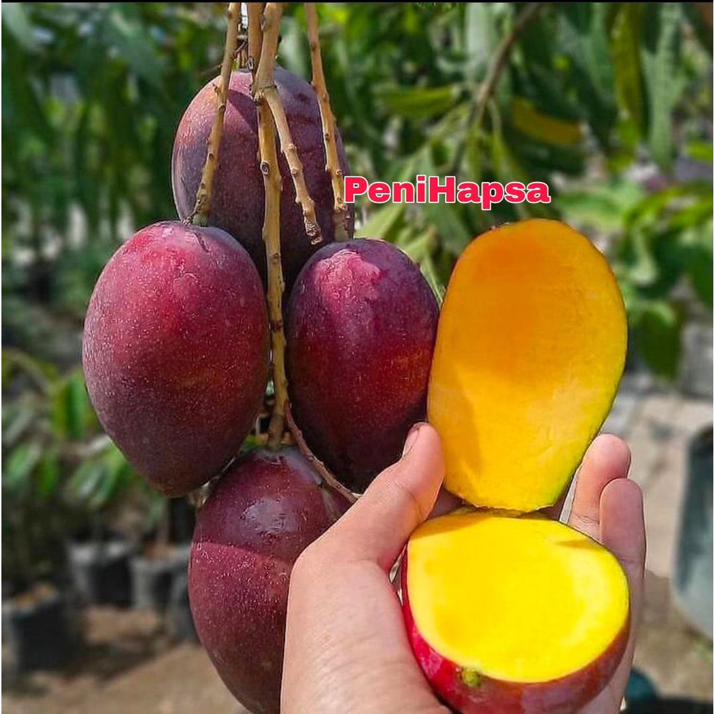Bibit Mangga Irwin Hasil Okulasi Tinggi 1 Meter