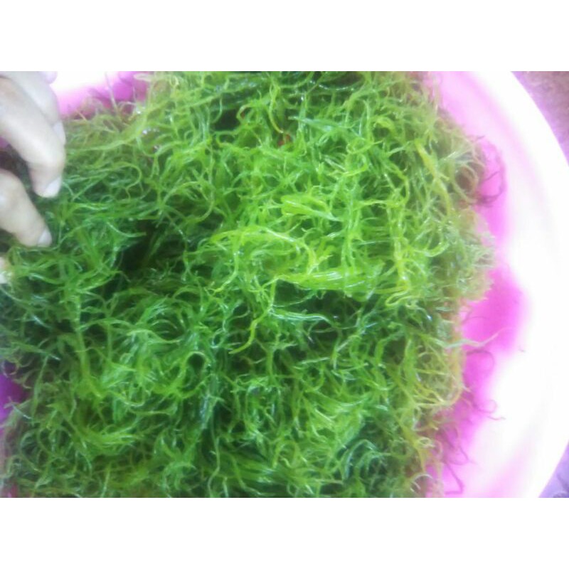 

agar agar segar/ rumput laut 500gr