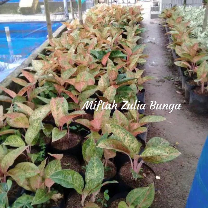 bunga Aglonema 100Paket aglonema besar Roy