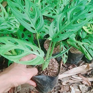 tanaman bunga Hias Monstera Oblique Janda Bolong tanaman bunga Hias Monstera Oblique Janda Bolong