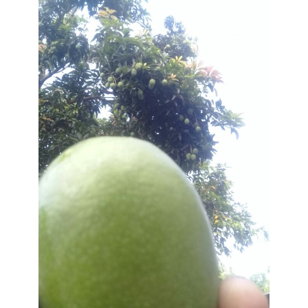 

mangga muda