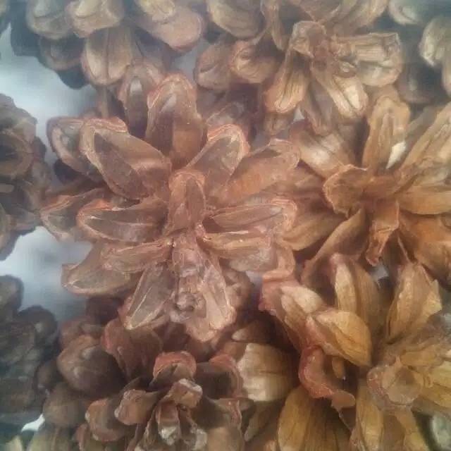 

Kembang pinus perbiji
