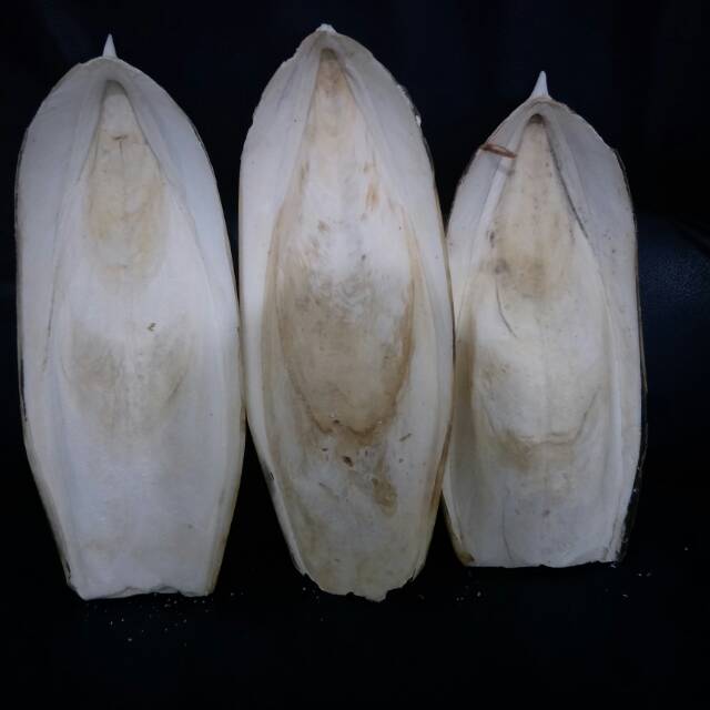 Sotong jumbo/sotong lovebird/sotong jumbo lovebird/sotong/pakan burung lovebird/tulang sotong