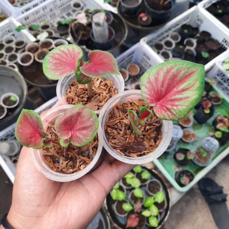 Keladi Red jaguar /Caladium red jaguar