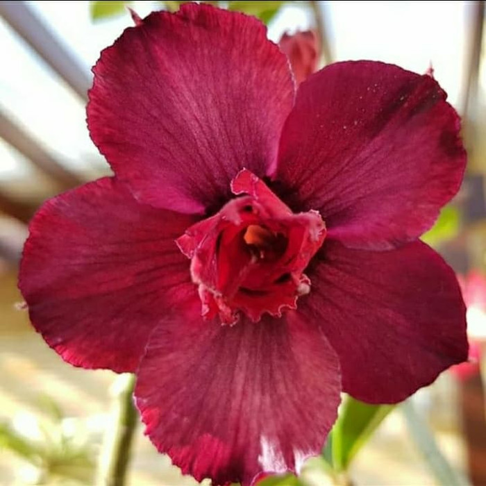 Bibit bunga kamboja adenium scorpion-adenium-kamboja