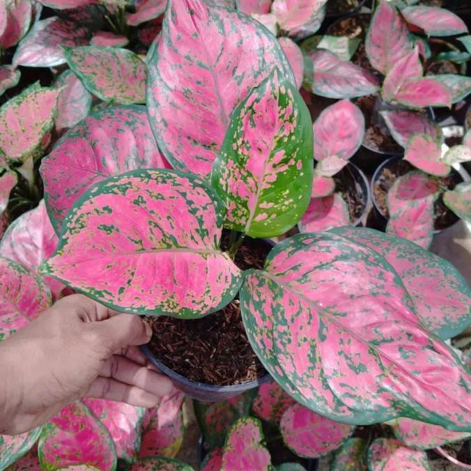 Aglonema Dud Anjamani - Pohon Aglonema Dud Anjamani