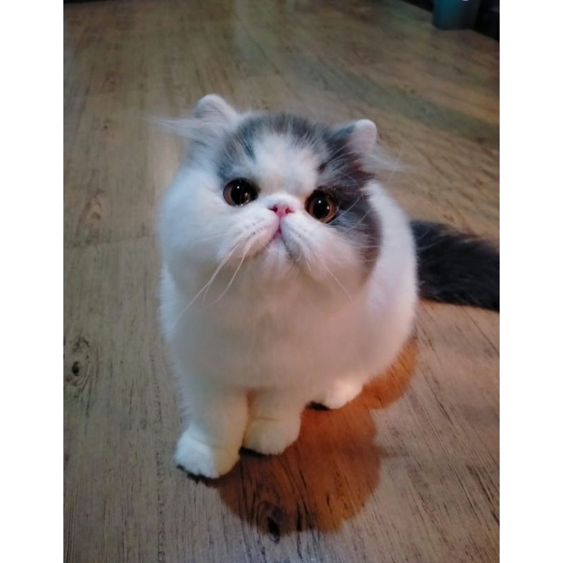 PEAKNOSE BLUE VAN LINE PED