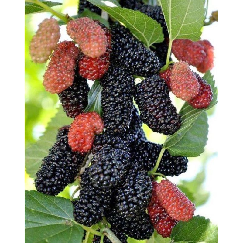 stek batang MURBEI/ARBEI /bibit arbei di potong dadakan