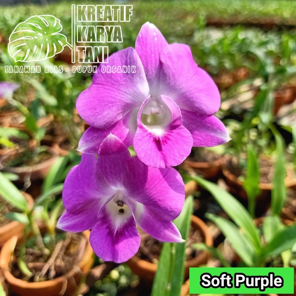 Tanaman hias Anggrek Dendrobium bunga ungu - Anggrek dendrobium bunga ungu