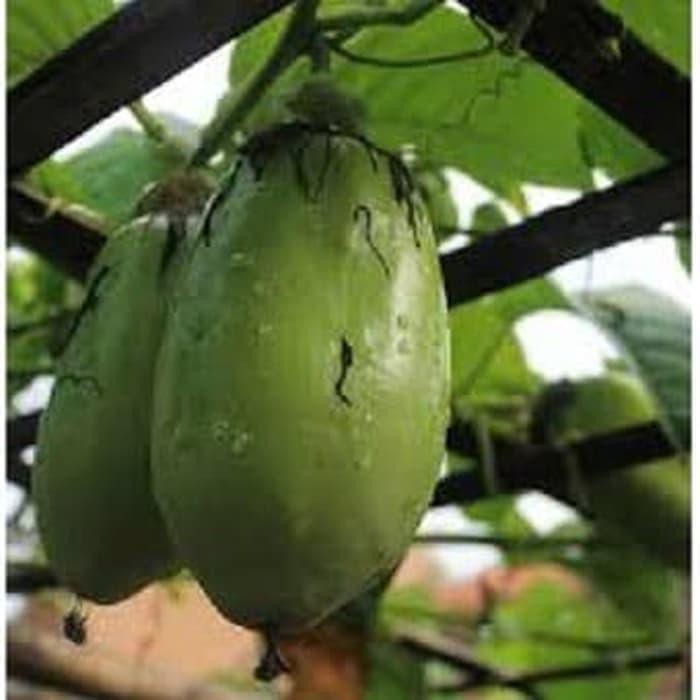 Benih Buah Markisa Jumbo Big Passion Fruit Isi 10 Biji  Shopee 