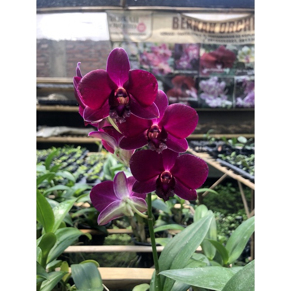 Anggrek berbunga spike knop Dendrobium PanamaRed