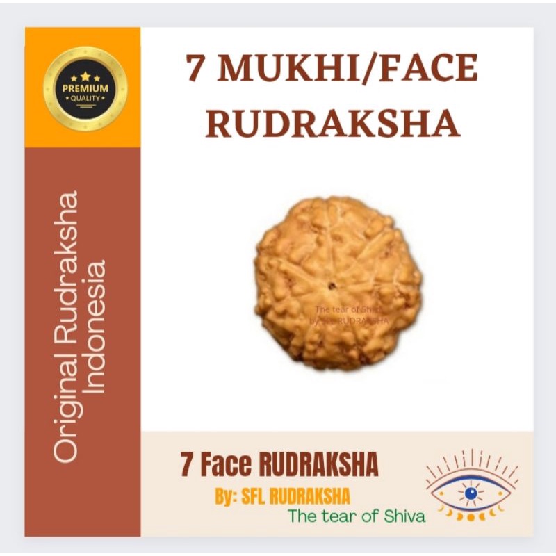 7 MUKHI RUDRAKSHA 8pcs JENITRI sudah ada lobang size 17mm up