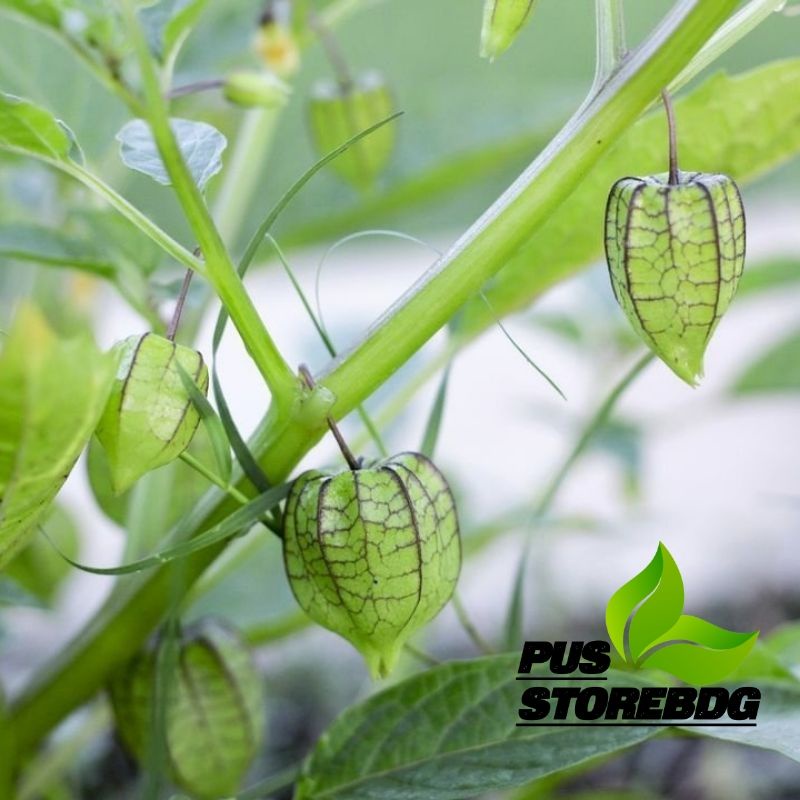 

Daun Ciplukan atau Cecenet 250 gram