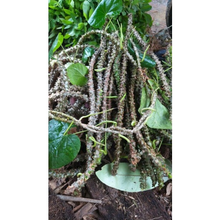 

Brotowali/Batrawali/Patrawali segar 100g