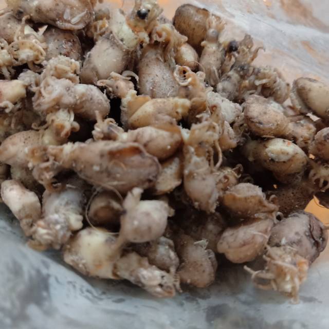 

Cumi telor
