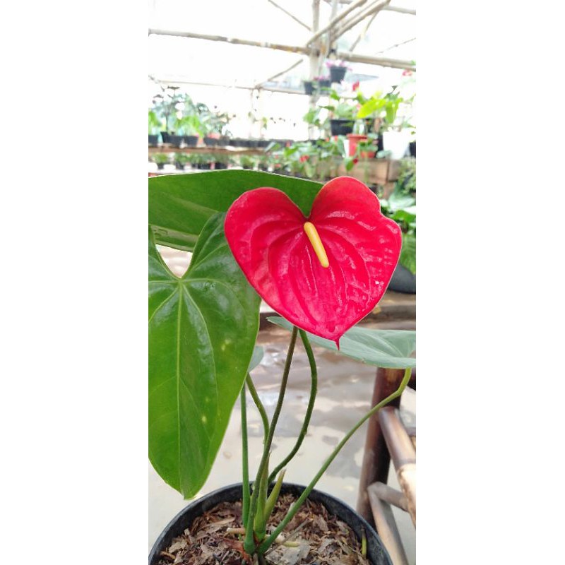 Anthurium ungu mini - anthurium mickey mouse purple