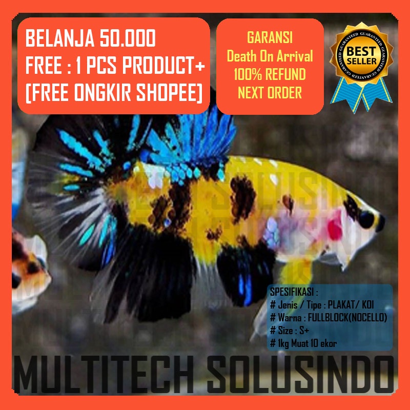 cupang fancy koi yellow galaxy