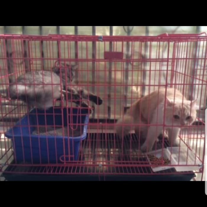 Unik Kandang Tingkat Besi Lipat Size Xl 80x52x50 Kucing Anjing