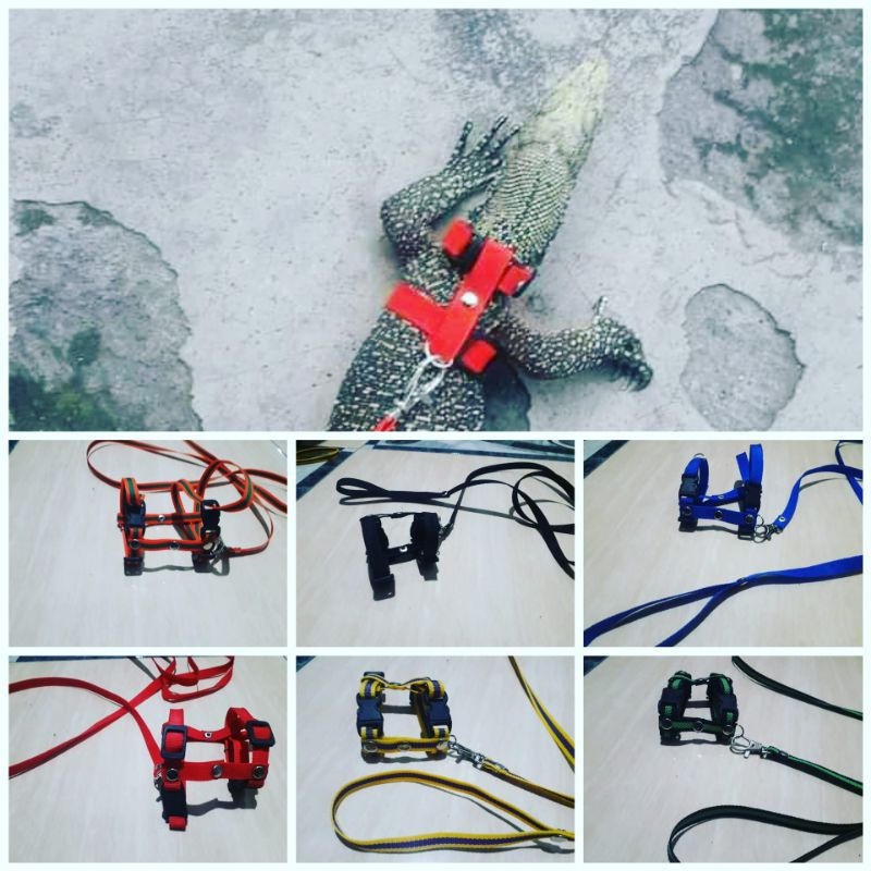 hernes H biawak besar // tali tuntun