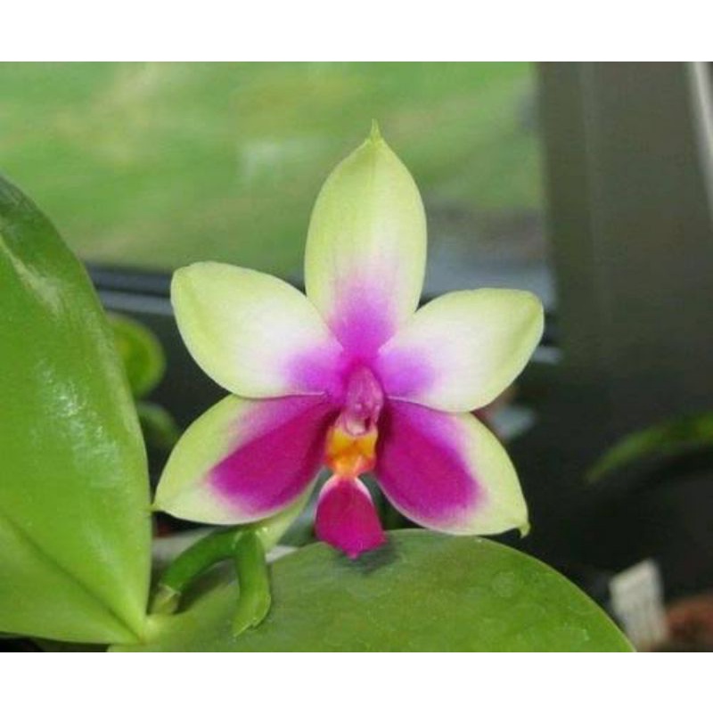 Anggrek Phalaenopsis Bellina size remaja