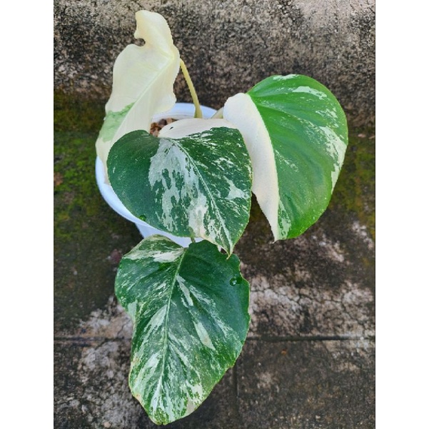 Monstera White Tiger