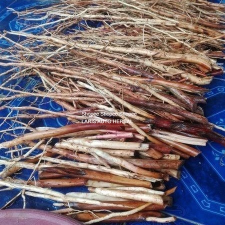 

Akar pohon pinang obat herbal