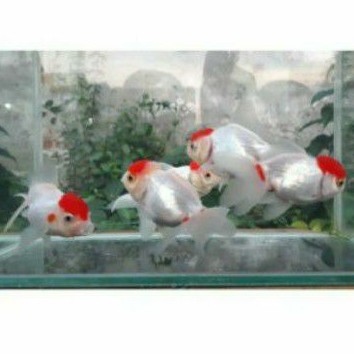 IKAN HIAS KOKI ORANDA RED CUP JUMBO