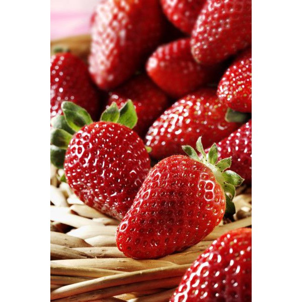 Benih Bibit Biji - Tanaman Buah Strawberry Merah Red Strawberry Seeds - IMPORT