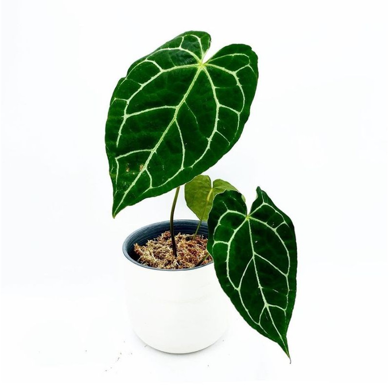 ANTHURIUM CRYSTALLINUM , anthurium kuping gajah mini , anthorium kuping gajah