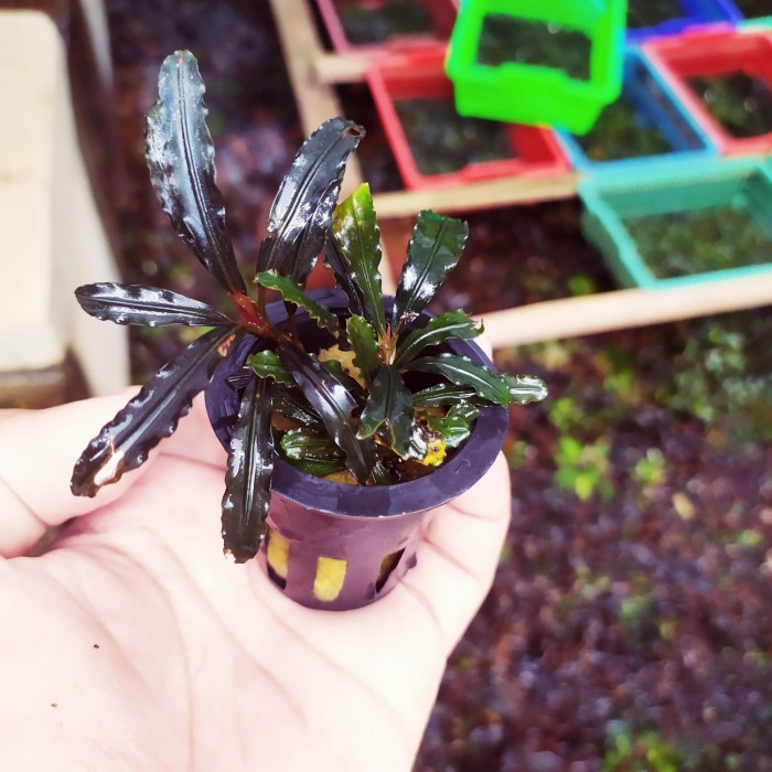 bucephalandra sp godzilla