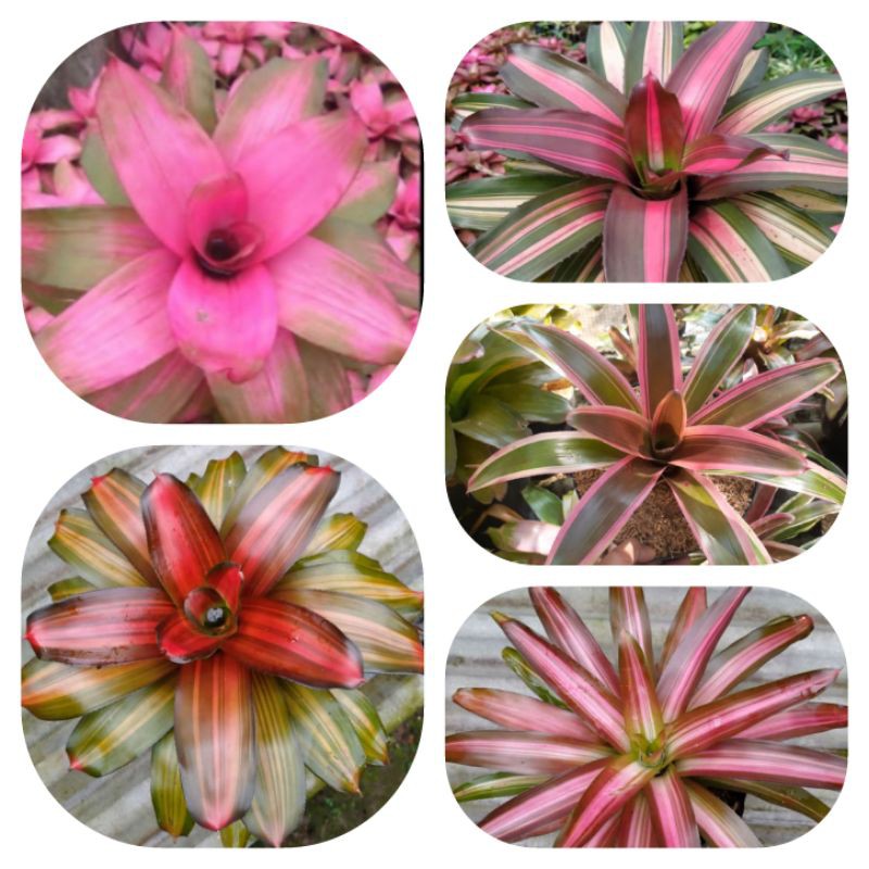 tanaman hias bromelia - paket murah 5 pohon bromelia - bromelia