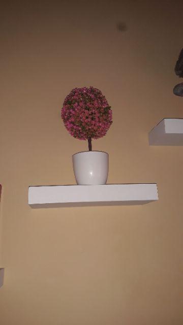 Jh Bonsai Plastik