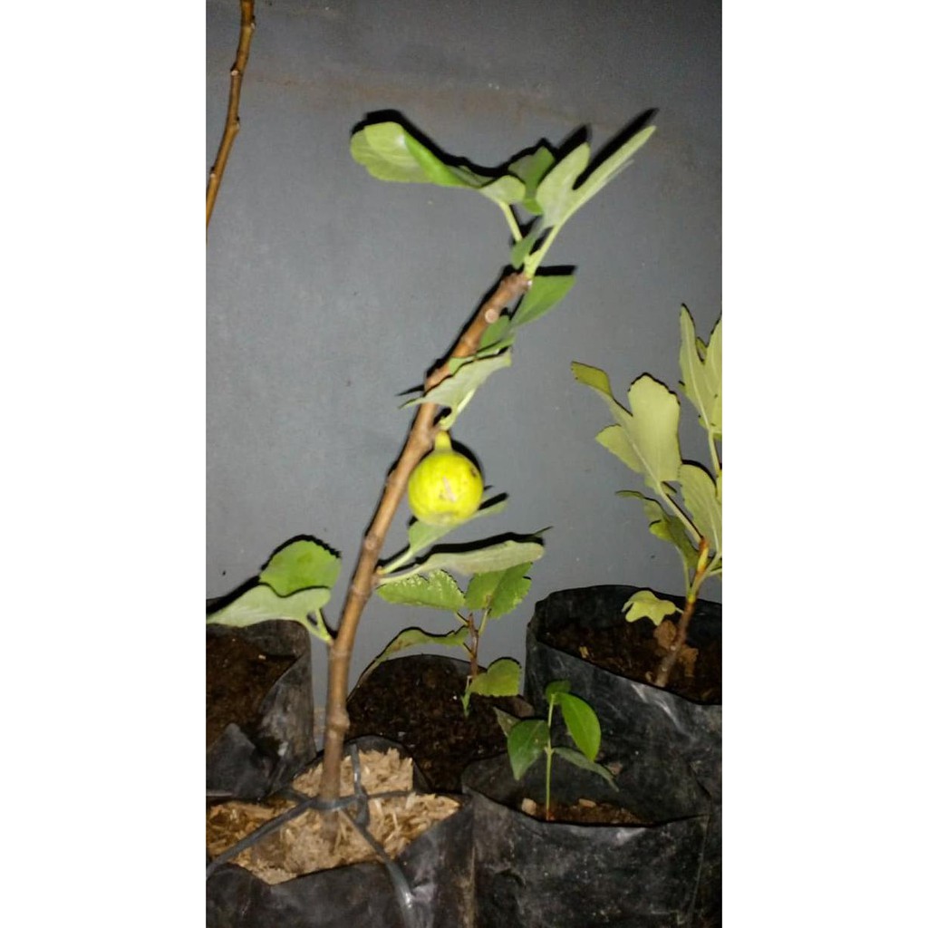 Bibit Buah Bibit Buah Tin Bibit Buah