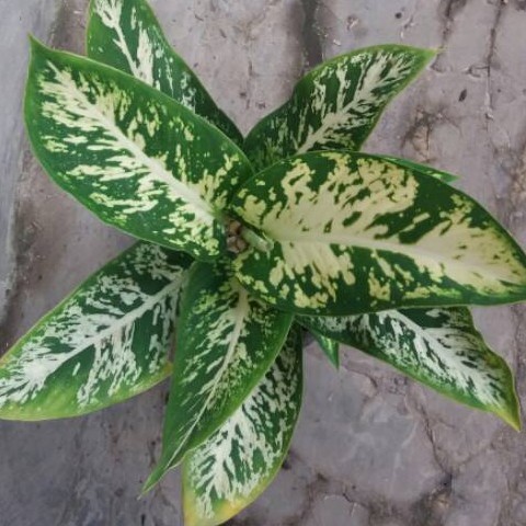 Tanaman Hias Diven SRI REJEKI/ Blanceng