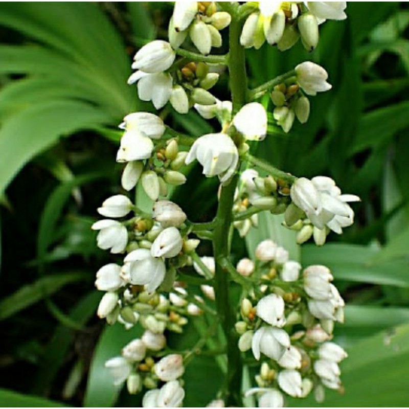 Bibit Anggrek Kipas Xiphidium