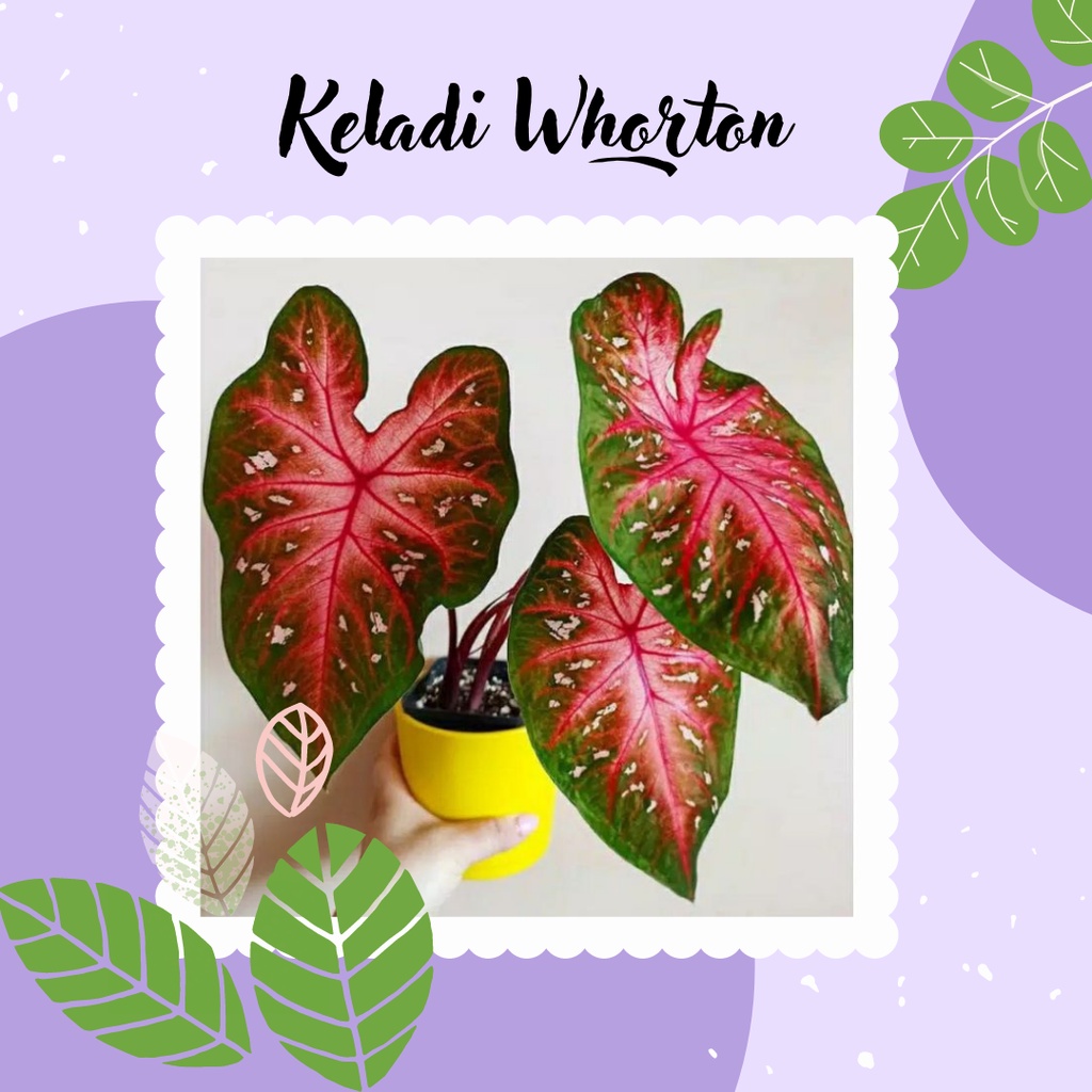 Tanaman Keladi Hias Caladium Whorton Keladi Whorton Cantik Bibit Keladi Whorton