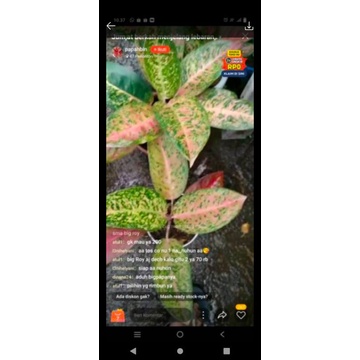 aglonema bigroy mutasi