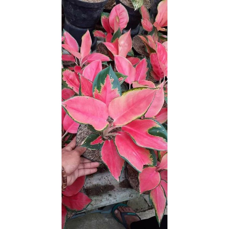 aglaonema red majesty