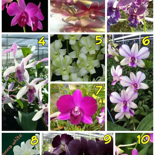 Anggrek smua jenis 12