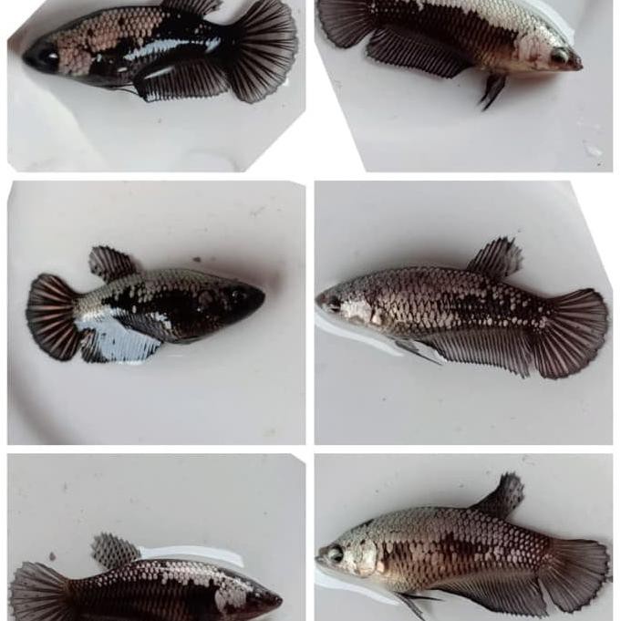 Terbaru Jual Cupang Betina Black Samurai