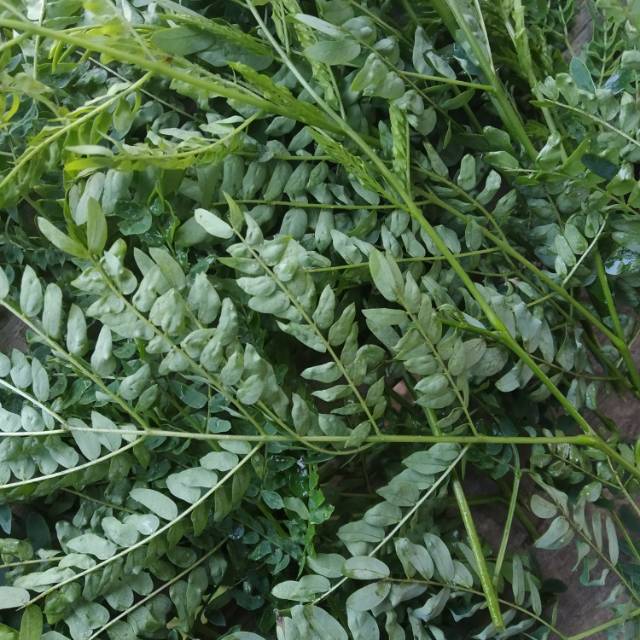 

Jual daun Pete cina fresh