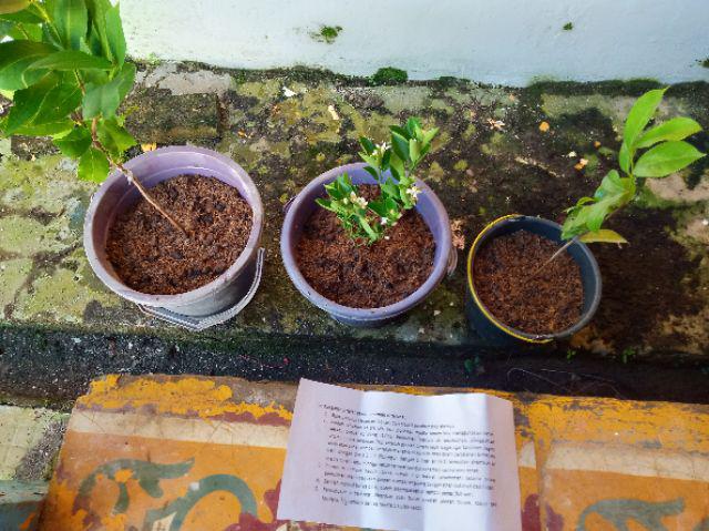 Bibit Jambu Black Diamond Supermurah