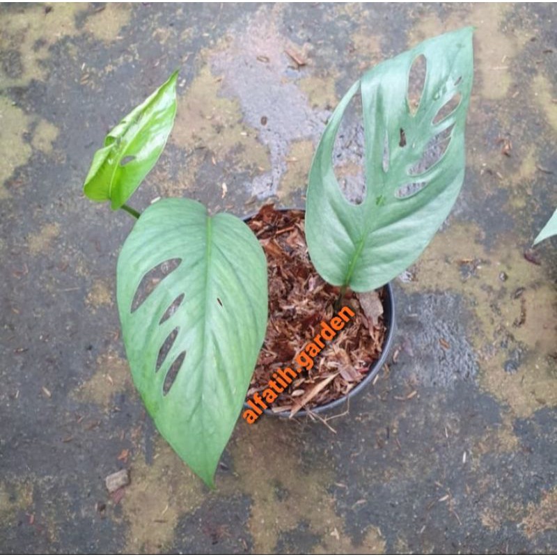 epipremnum cebu blue