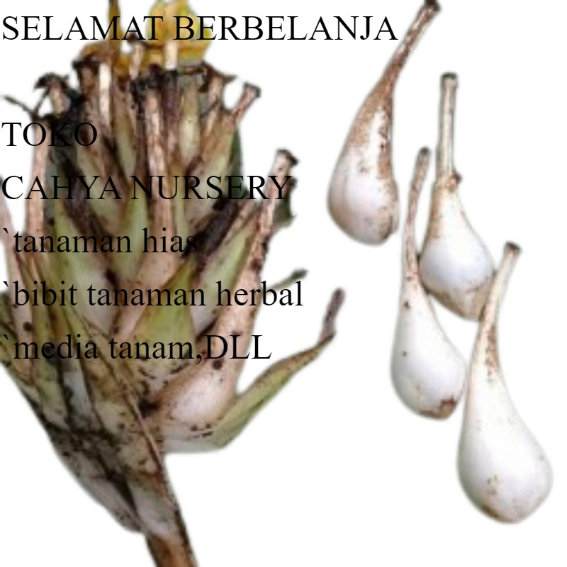 

Buah lemba / marasi