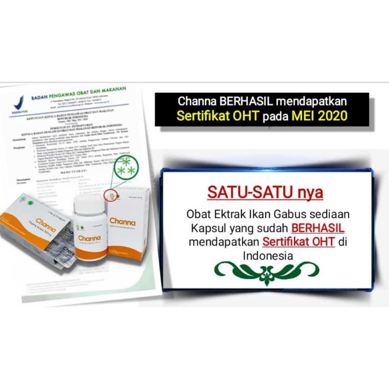 CHANNA IKAN GABUS