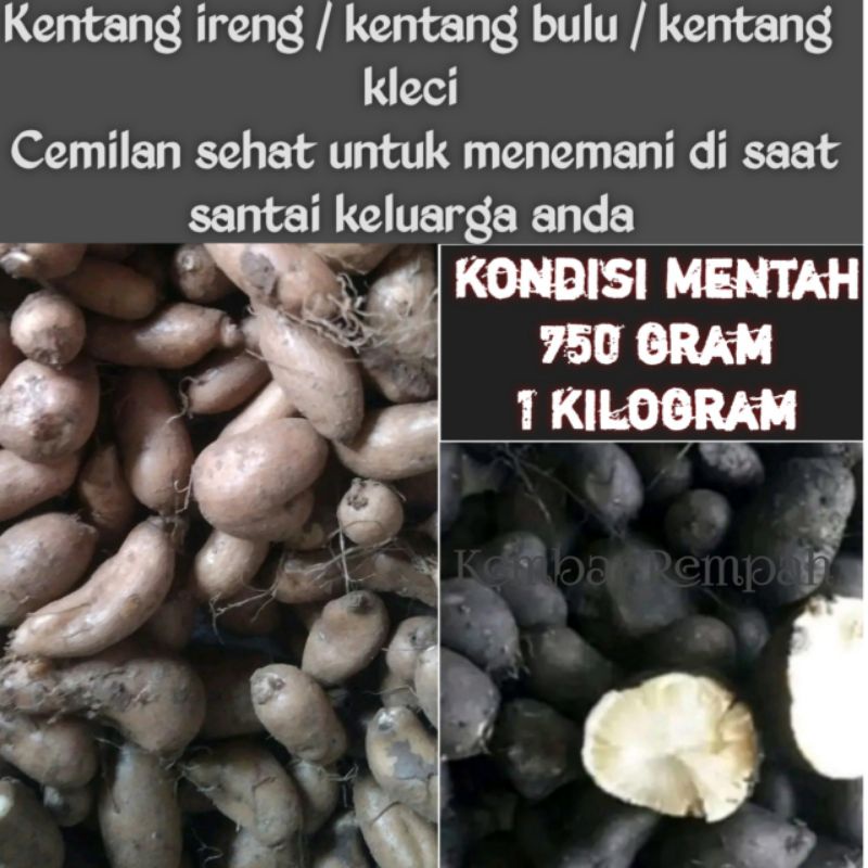 

Kentang ireng Kentang hitam Kentang kleci Kentang bulu 1 kg