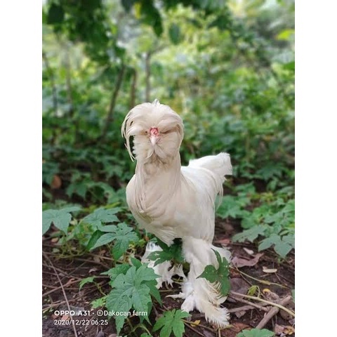 

TELUR AYAM HIAS SULTAN FERTIL ASLI UNTUK TERNAK