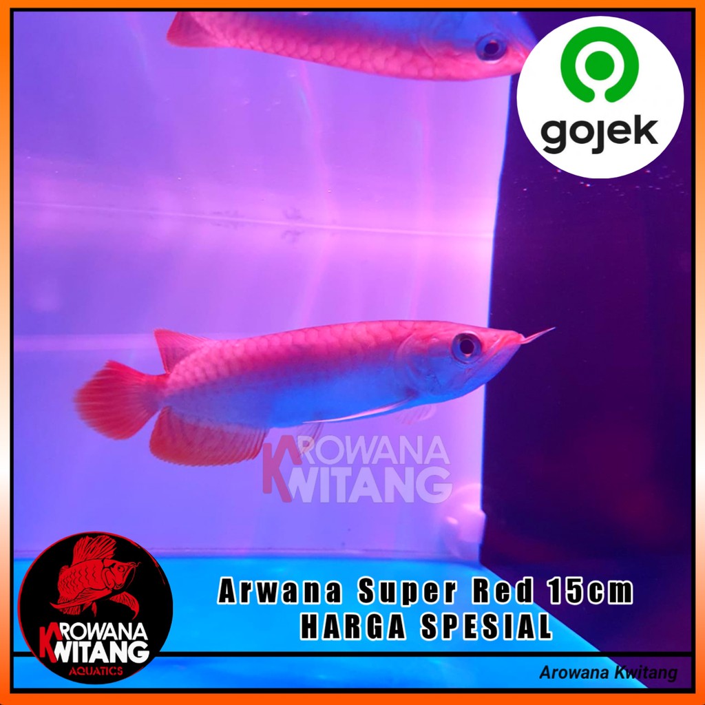 Ikan Arwana Super Red / Arwana Super Red / Arowana Super Red Size 15Cm