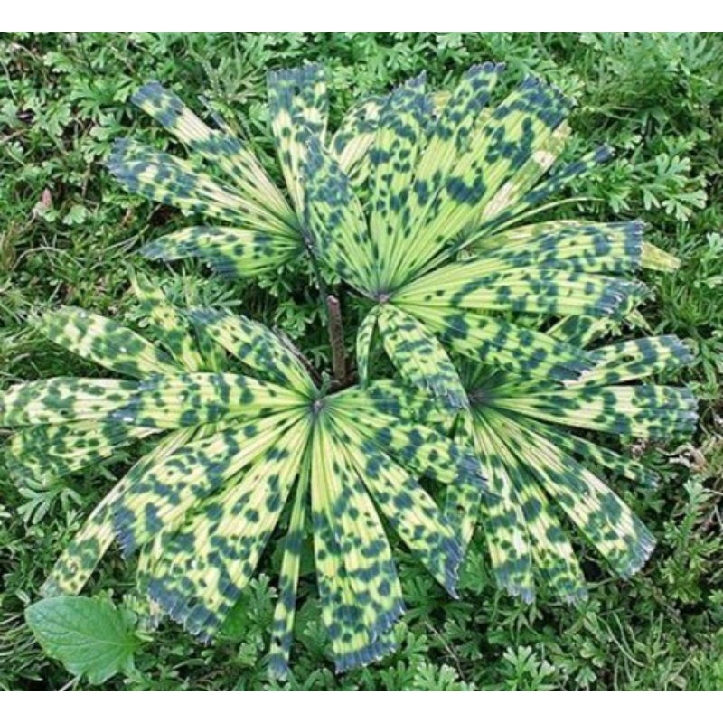 licuala mattanensis garansi original